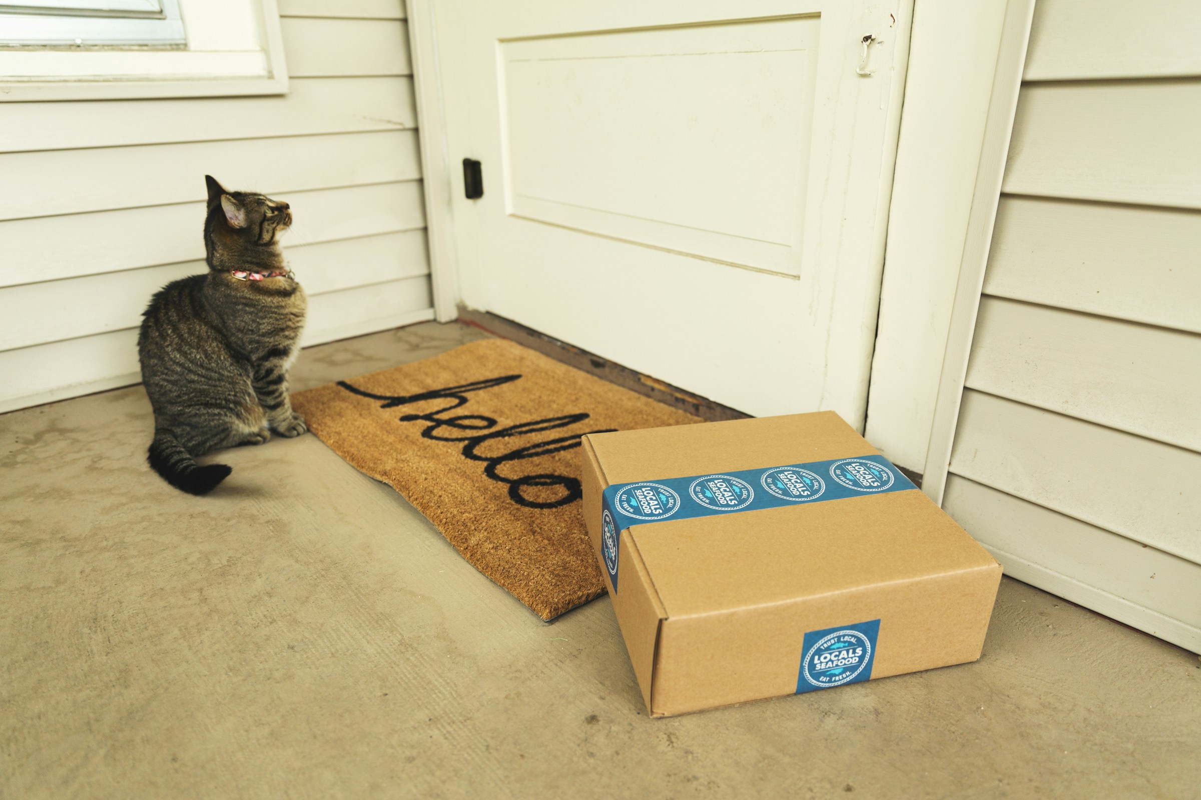 package that has been shipping in front of someone's house door, with cat nearby