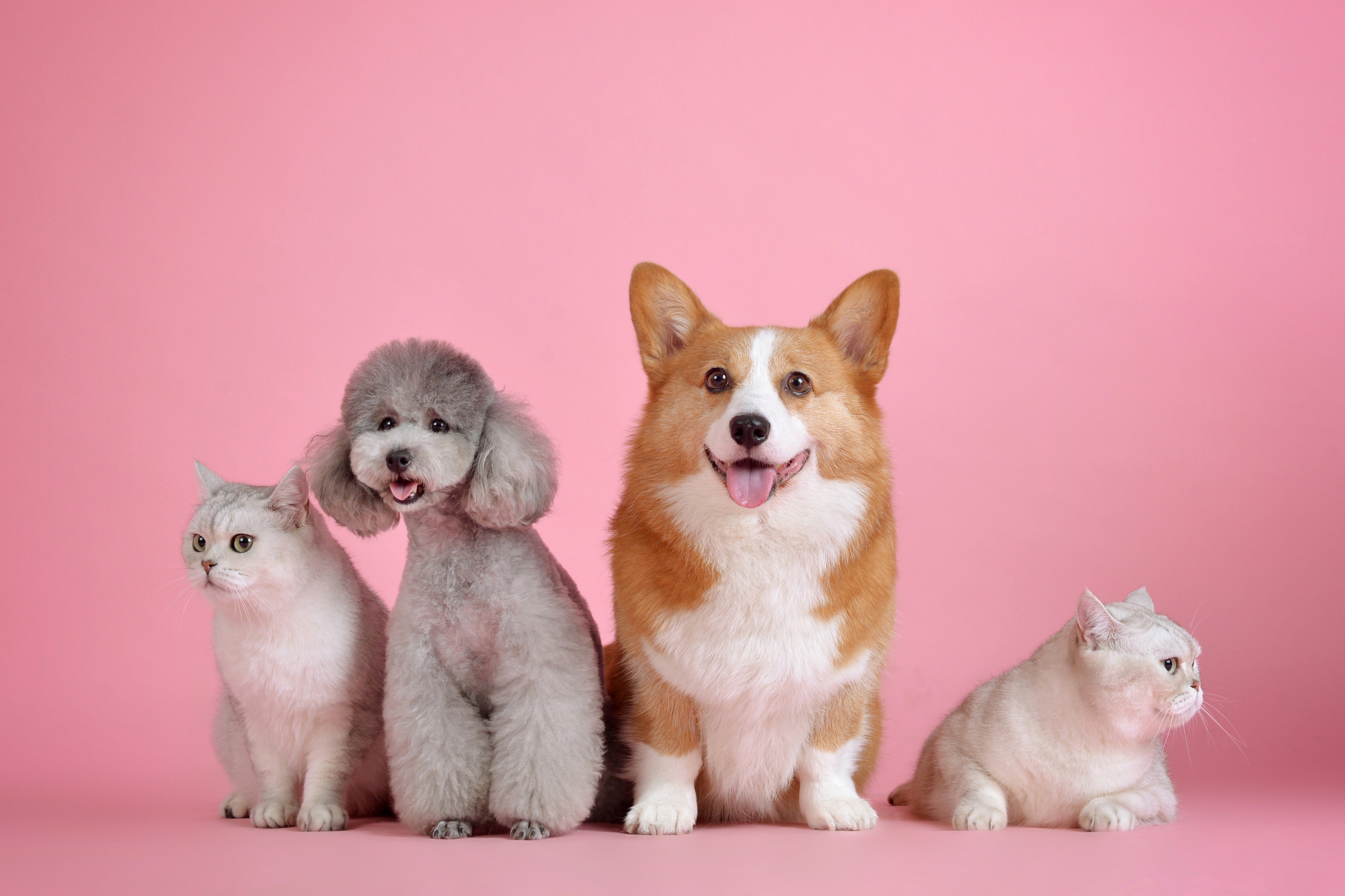 cats and dogs sitting next to each other with a pink background